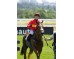  Carrera: P.San Isidro Monta: A.Werle Caballo: Noisy Night